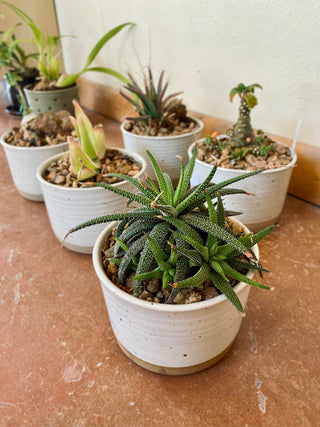 Planter with Succulent - Gallery